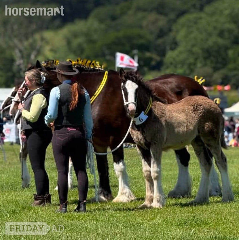 "Siedi Daphne's Devotion " Black Filly Youngstock / Foal