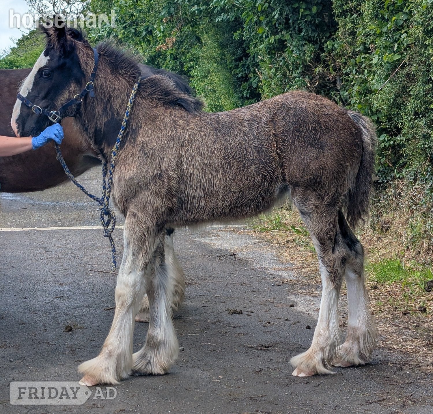 Llandysul "Siedi Daphne's Devotion " Black Filly Youngstock / Foal