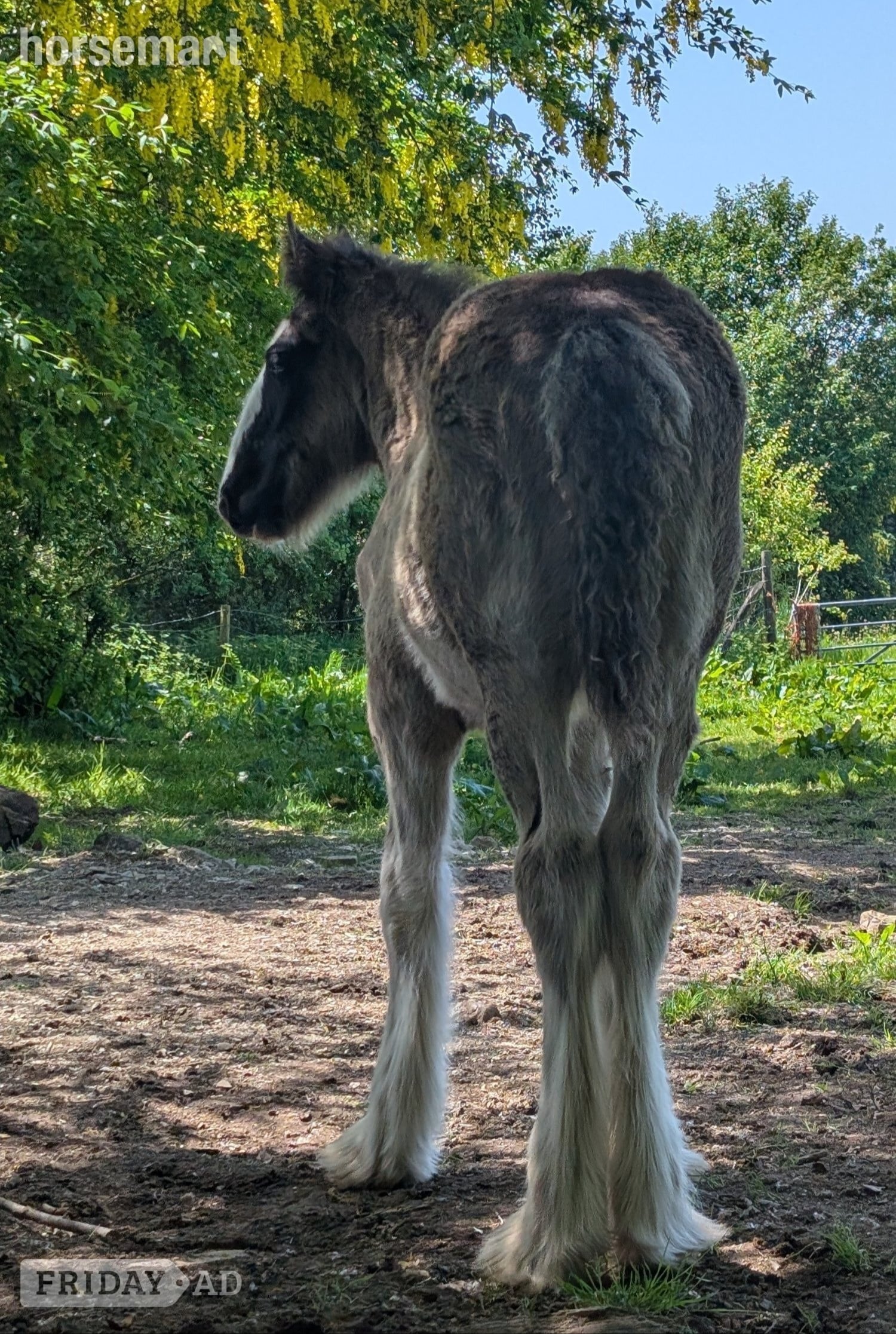 "Siedi Daphne's Devotion " Black Filly Youngstock / Foal - Horses in Llandysul