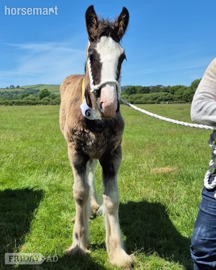 "Siedi Daphne's Devotion " Black Filly Youngstock / Foal - Horses