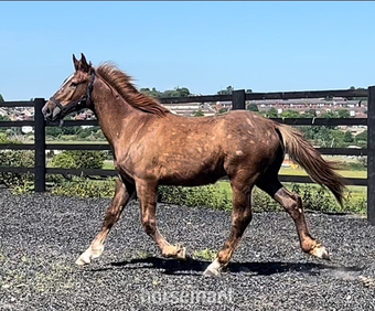 "Stallion Potential  Registered Irish Draught " Liver Chestnut Colt Showing Horse