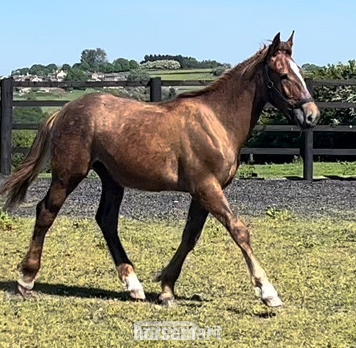 Leeds "Stallion Potential  Registered Irish Draught " Liver Chestnut Colt Showing Horse