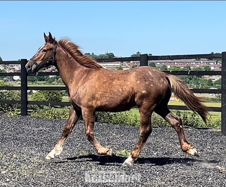 "Stallion Potential  Registered Irish Draught " Liver Chestnut Colt Showing Horse in Leeds
