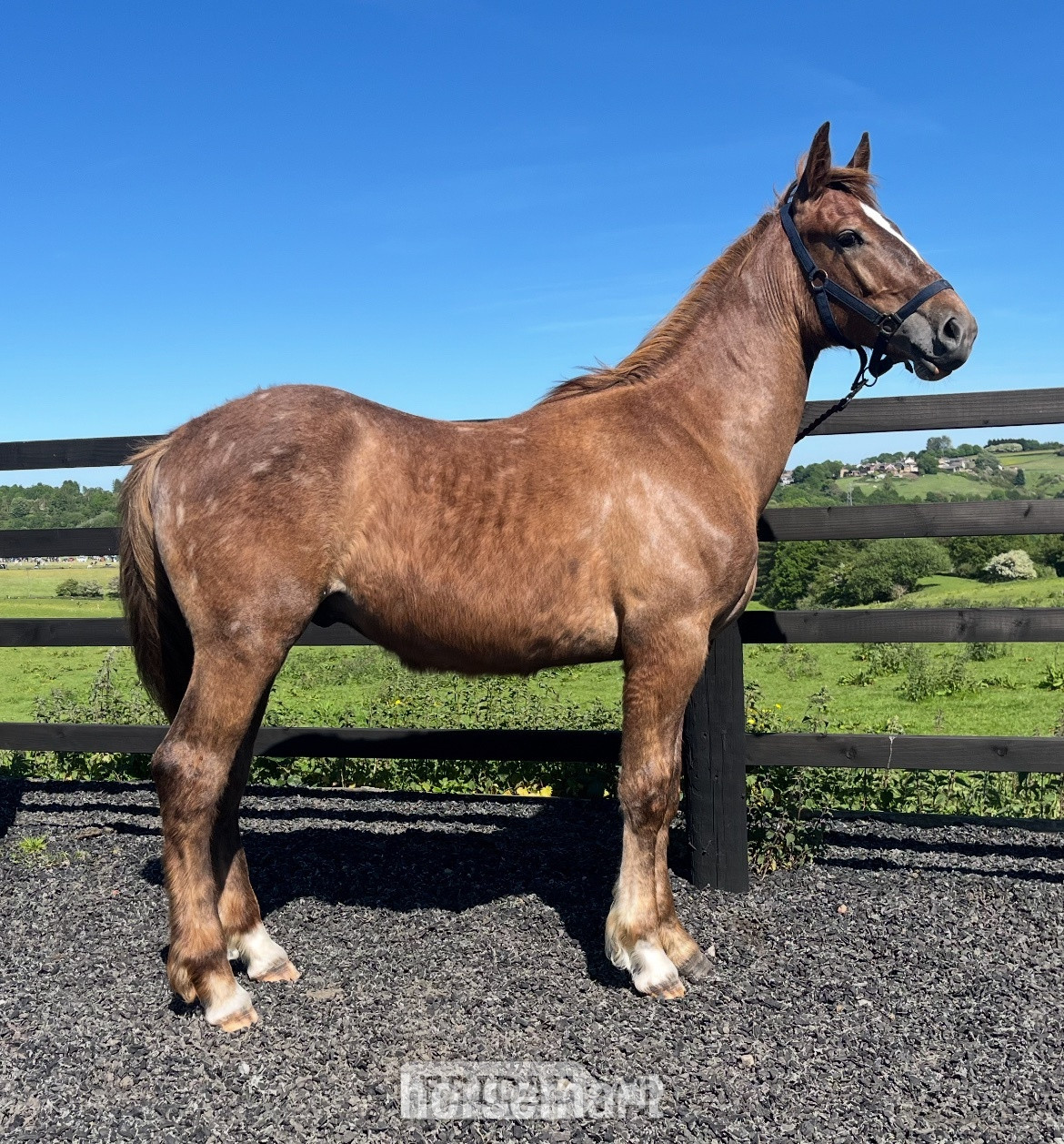"Stallion Potential  Registered Irish Draught " Liver Chestnut Colt Showing Horse