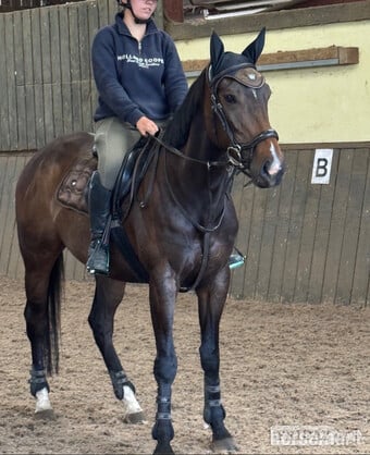 "Aria" Bay Mare Happy Hacker