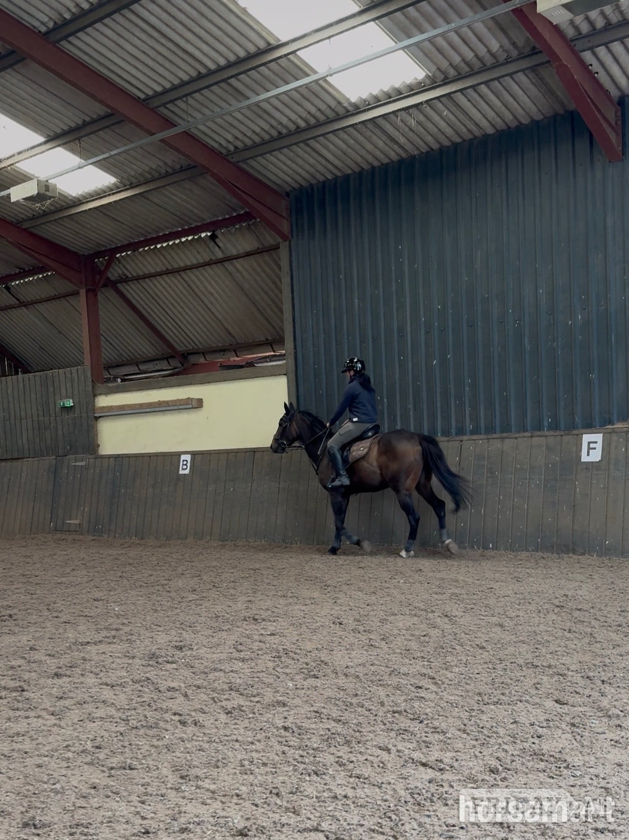 "Aria" Bay Mare Happy Hacker - Horses