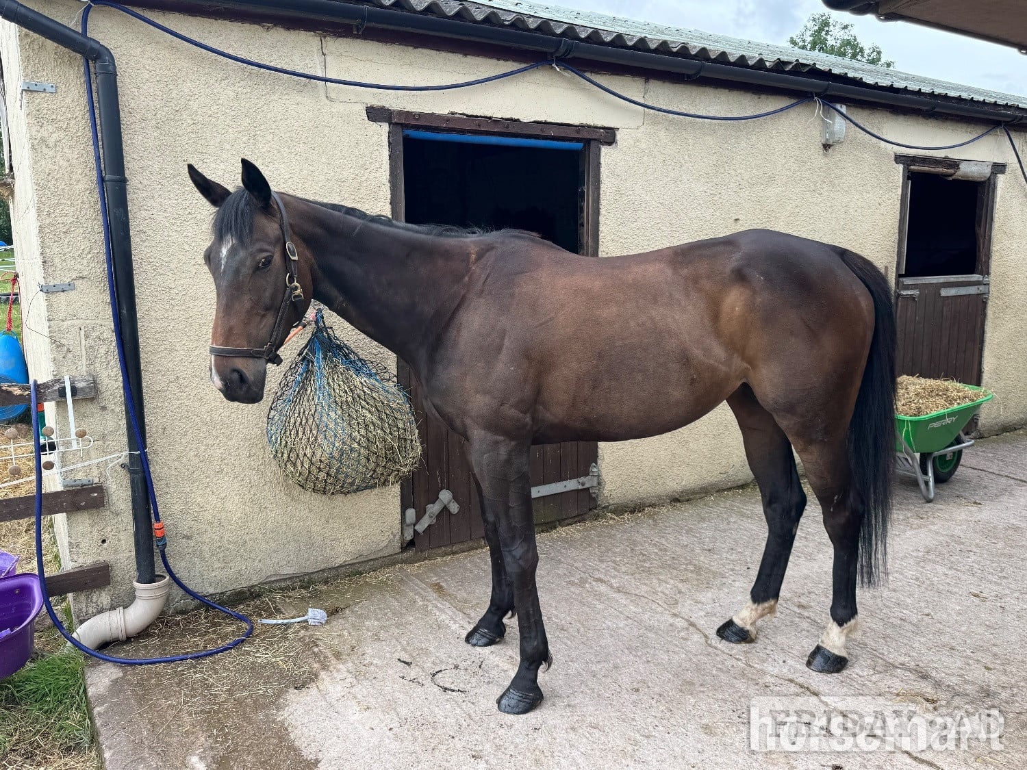 "Aria" Bay Mare Happy Hacker - Horses in Taunton