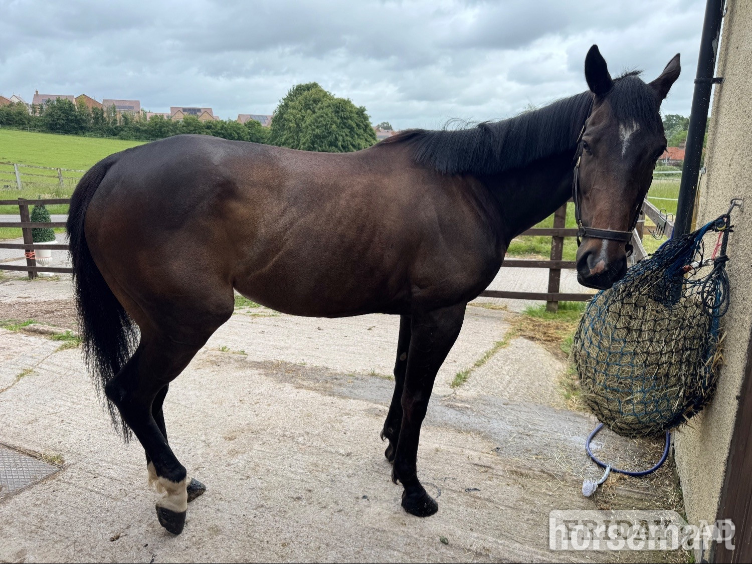 "Aria" Bay Mare Happy Hacker