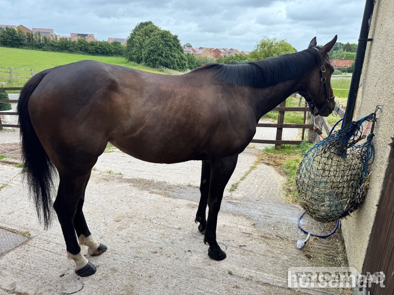Taunton "Aria" Bay Mare Happy Hacker