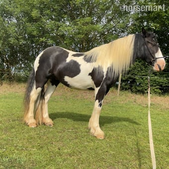 "Wilkismoor Serenity (Senna)" Piebald Mare Cob/Heavy Horse