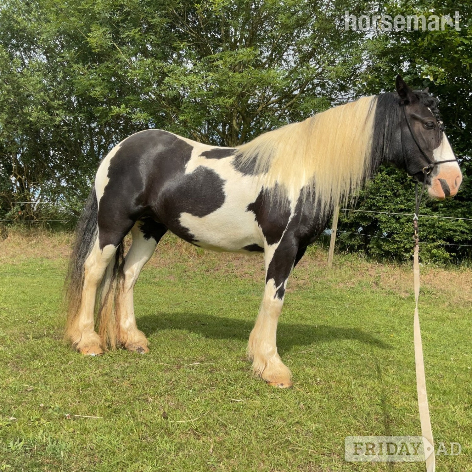 "Wilkismoor Serenity (Senna)" Piebald Mare Cob/Heavy Horse in Loddon