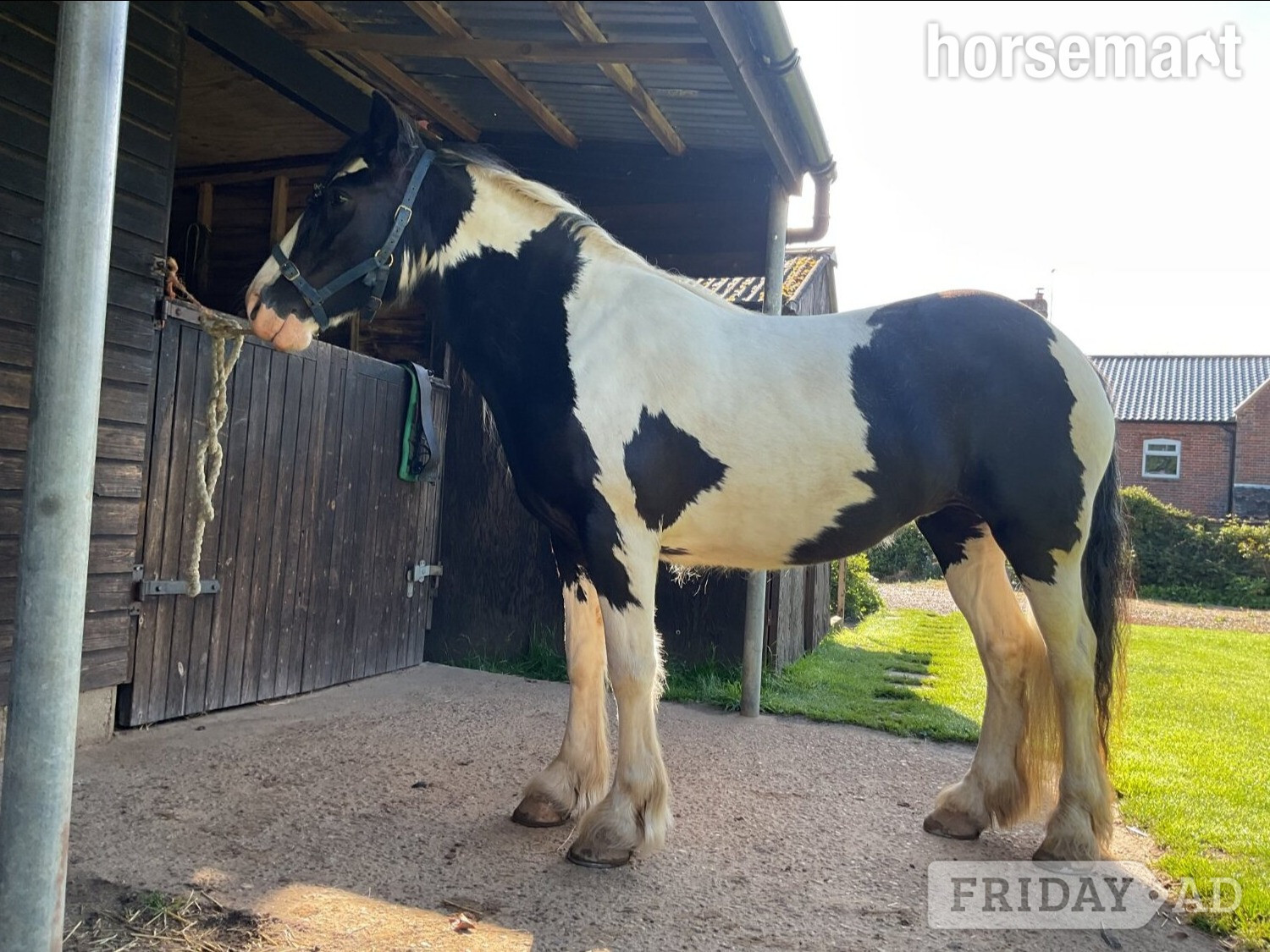 "Wilkismoor Serenity (Senna)" Piebald Mare Cob/Heavy Horse