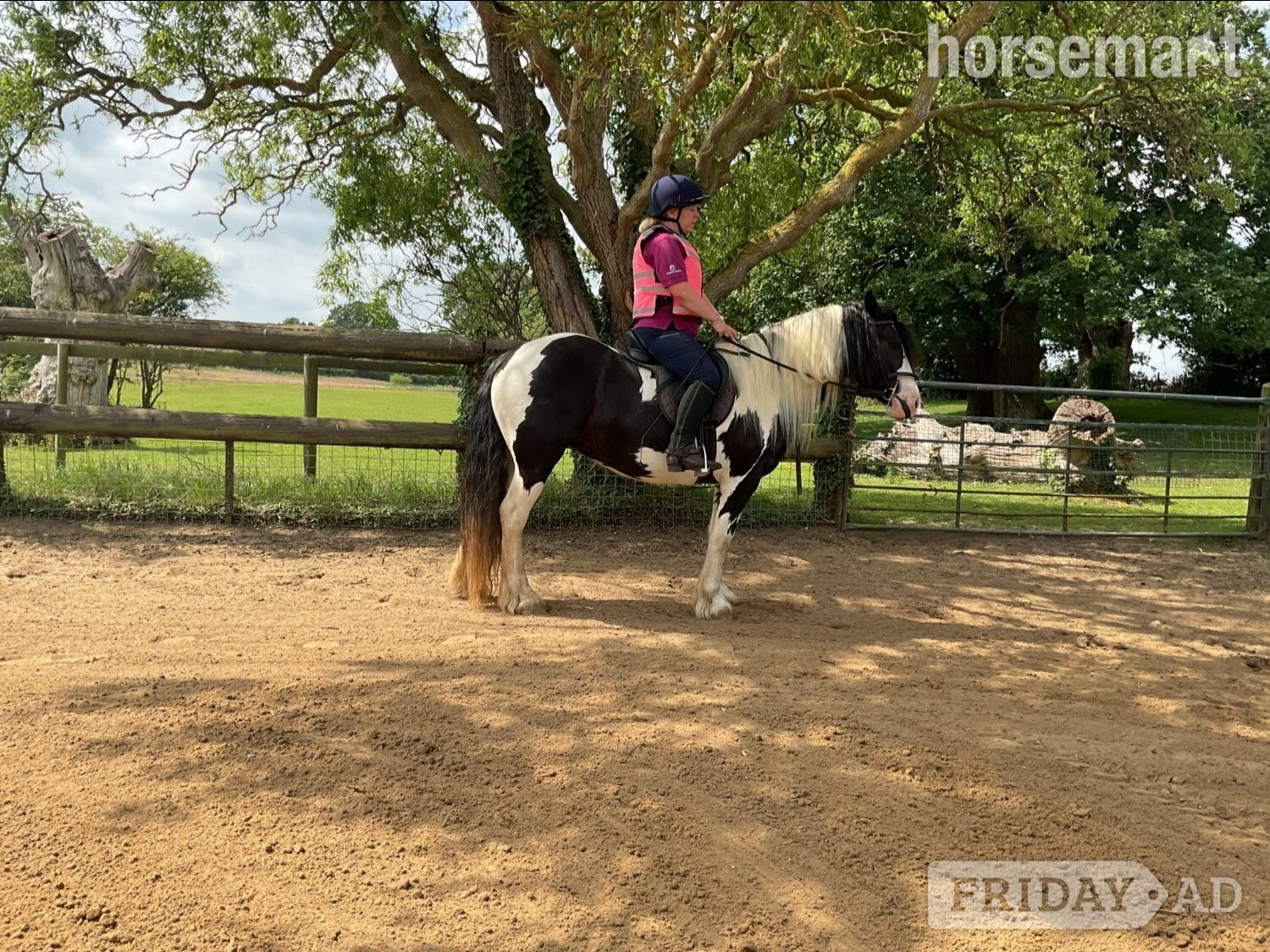 Loddon "Wilkismoor Serenity (Senna)" Piebald Mare Cob/Heavy Horse