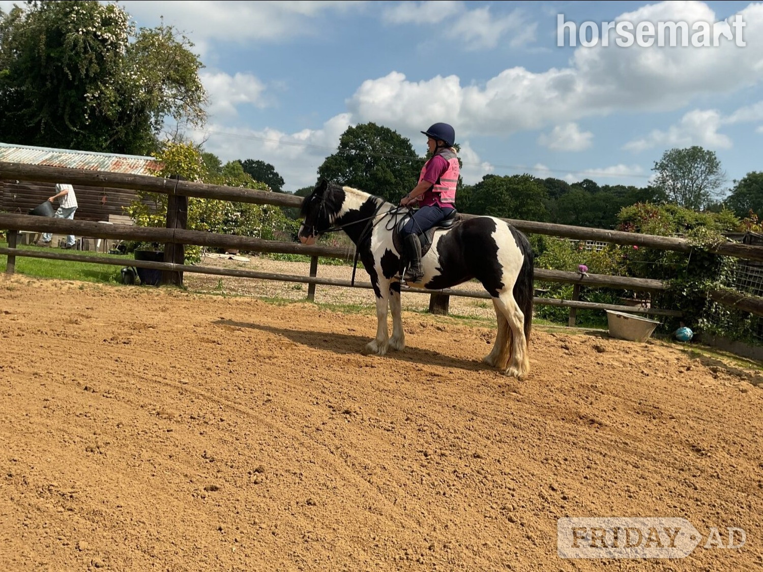 "Wilkismoor Serenity (Senna)" Piebald Mare Cob/Heavy Horse - Horses in Loddon