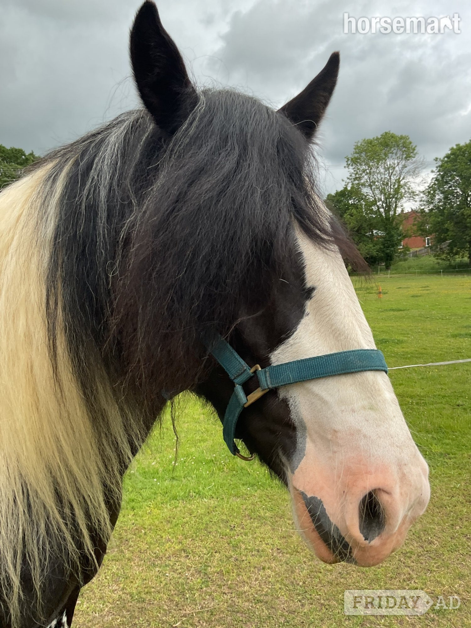 "Wilkismoor Serenity (Senna)" Piebald Mare Cob/Heavy Horse - Horses