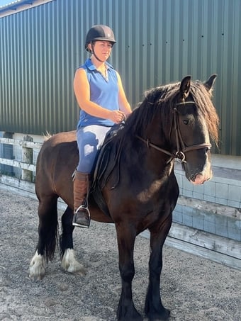 "Rodger" Black Gelding All Rounder