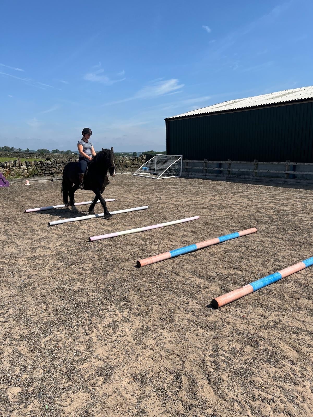"Rodger" Black Gelding All Rounder