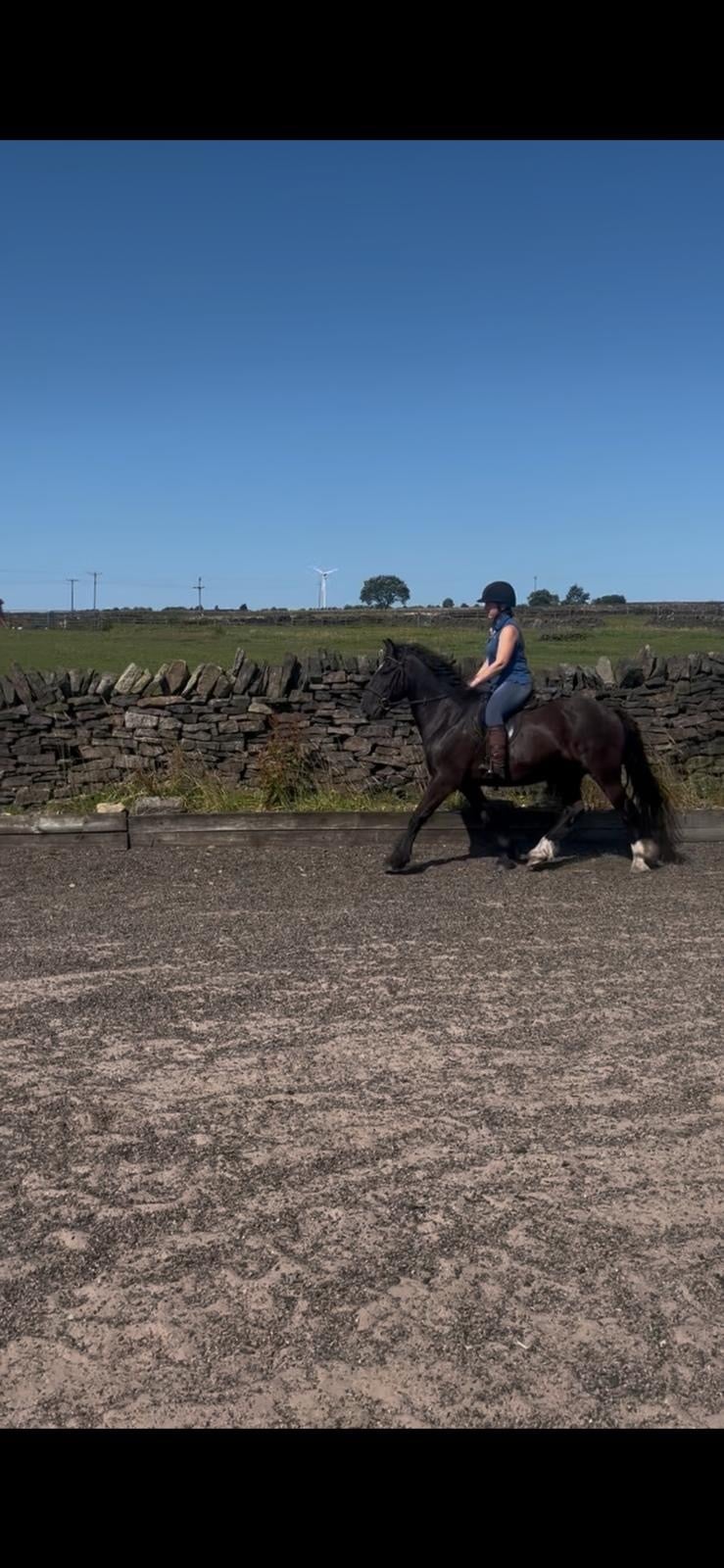 Holmfirth "Rodger" Black Gelding All Rounder