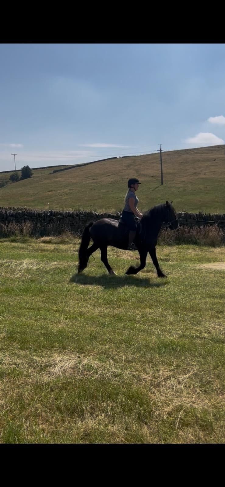 "Rodger" Black Gelding All Rounder - Horses in Holmfirth