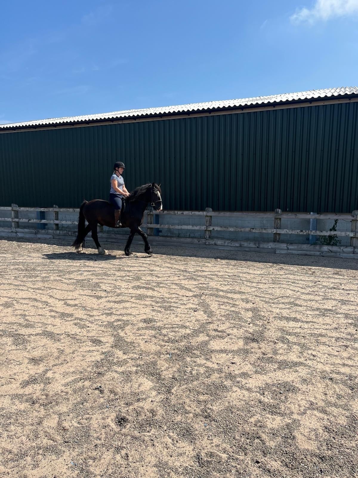 "Rodger" Black Gelding All Rounder - Horses