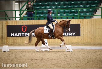 "Derrick" Chestnut Gelding All Rounder