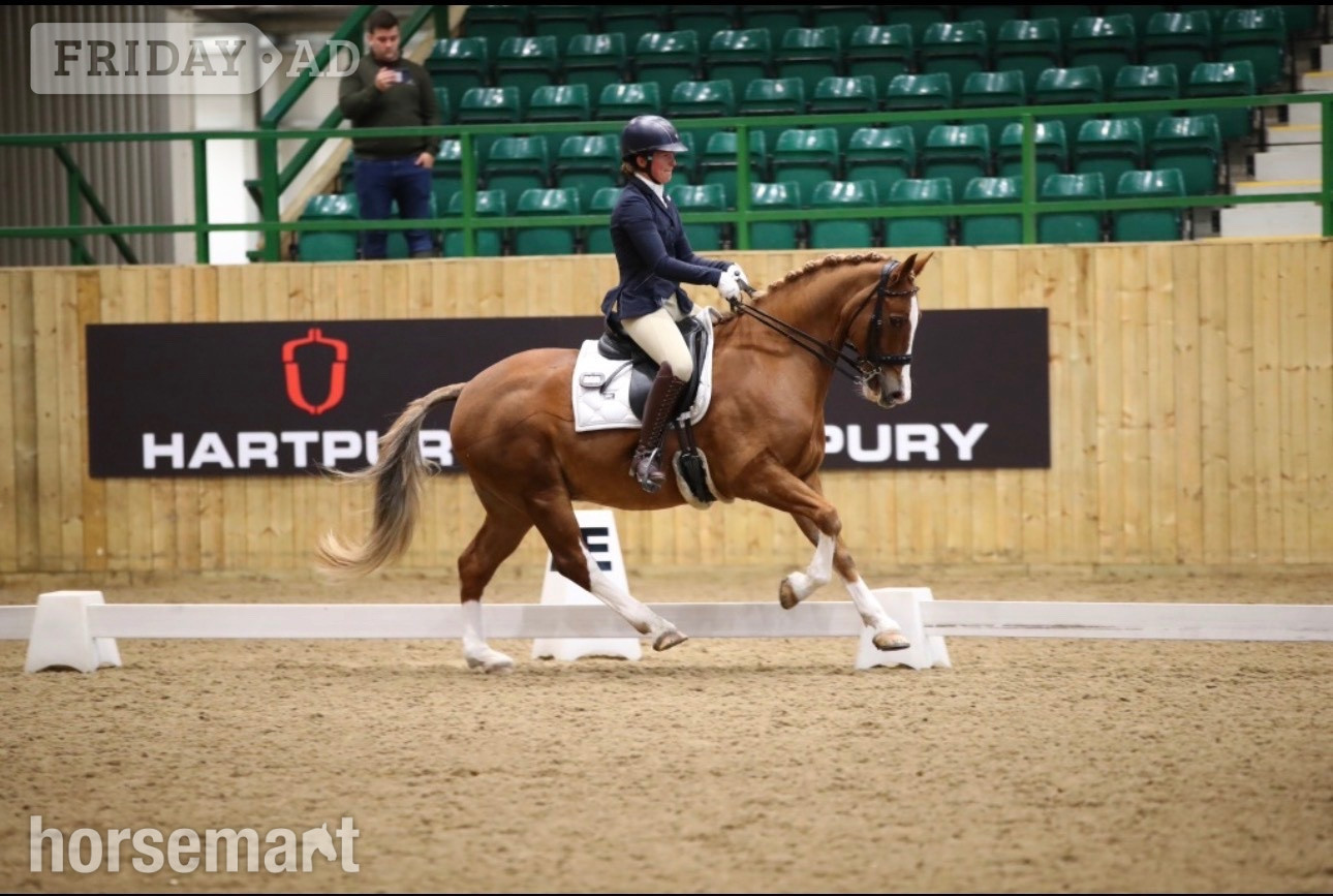 "Derrick" Chestnut Gelding All Rounder in High Hurstwood