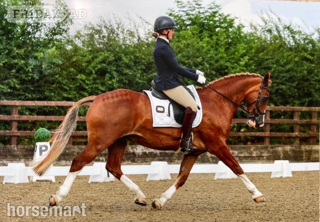 "Derrick" Chestnut Gelding All Rounder