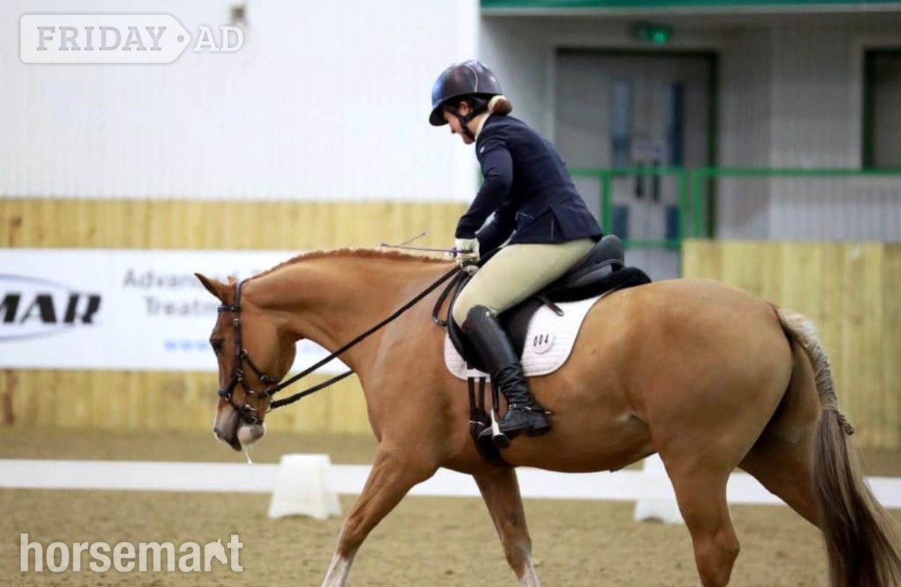 High Hurstwood "Derrick" Chestnut Gelding All Rounder