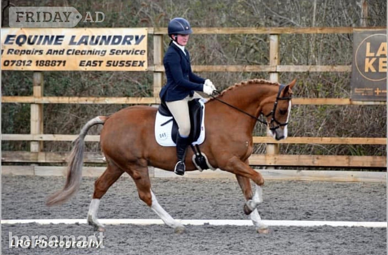 "Derrick" Chestnut Gelding All Rounder - Horses in High Hurstwood