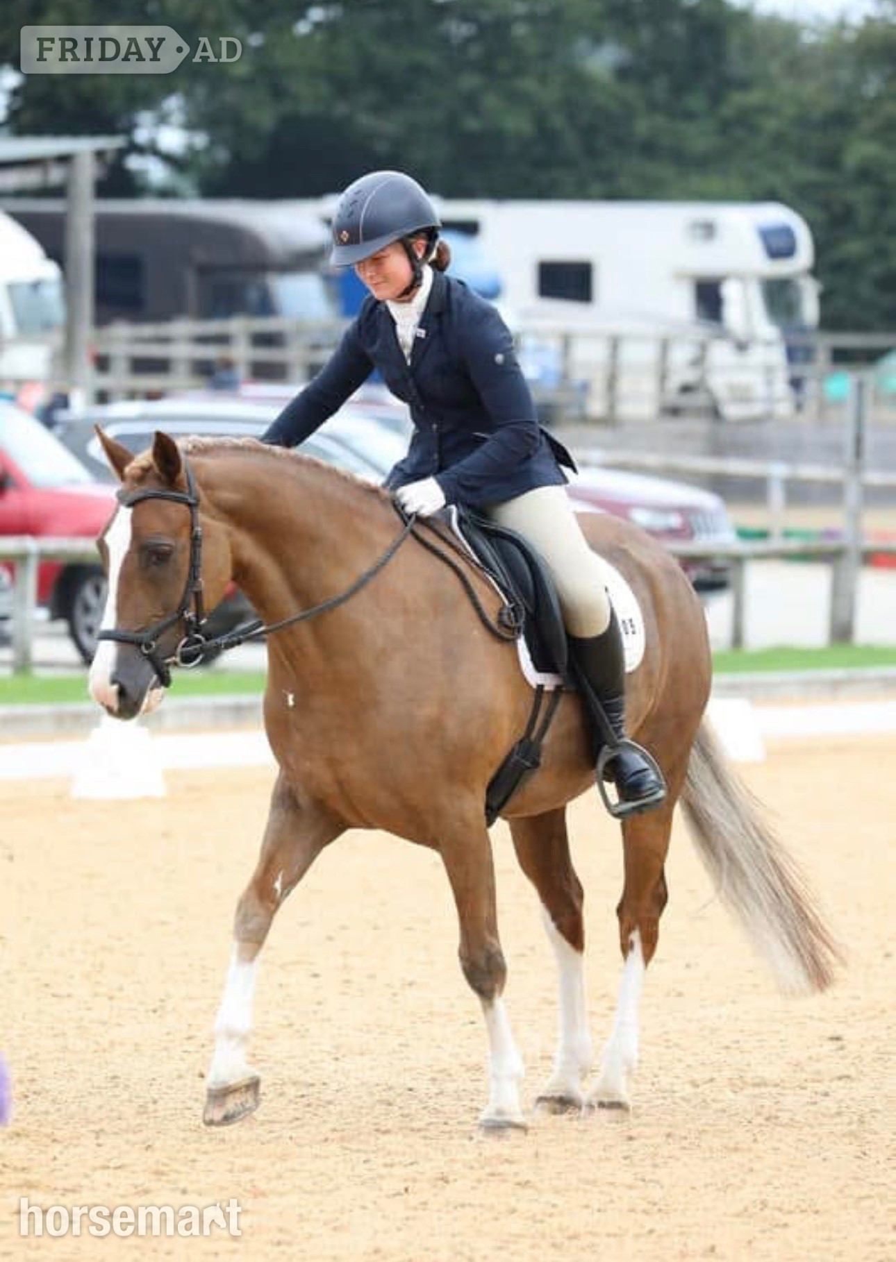 "Derrick" Chestnut Gelding All Rounder - Horses