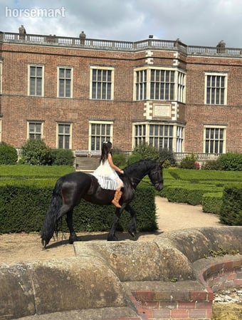 "Khaleesi" Black Mare Cob/Heavy Horse