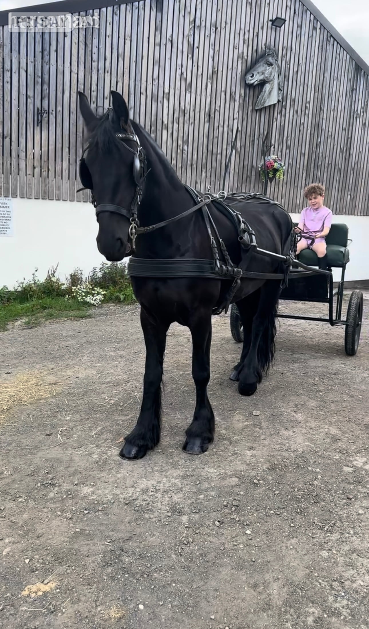 "Khaleesi" Black Mare Cob/Heavy Horse - Horses