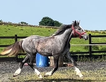 "Registered  Irish Draught Yearling  4 Matching Whites" Dapple Grey Filly Young Sport Horse
