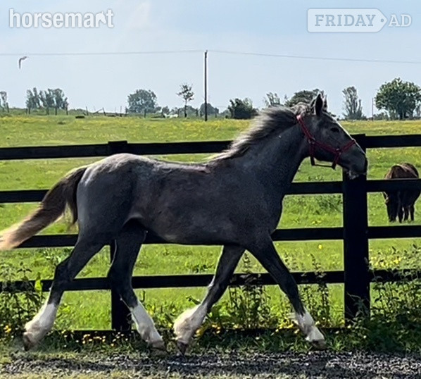 Leeds "Registered  Irish Draught Yearling  4 Matching Whites" Dapple Grey Filly Young Sport Horse