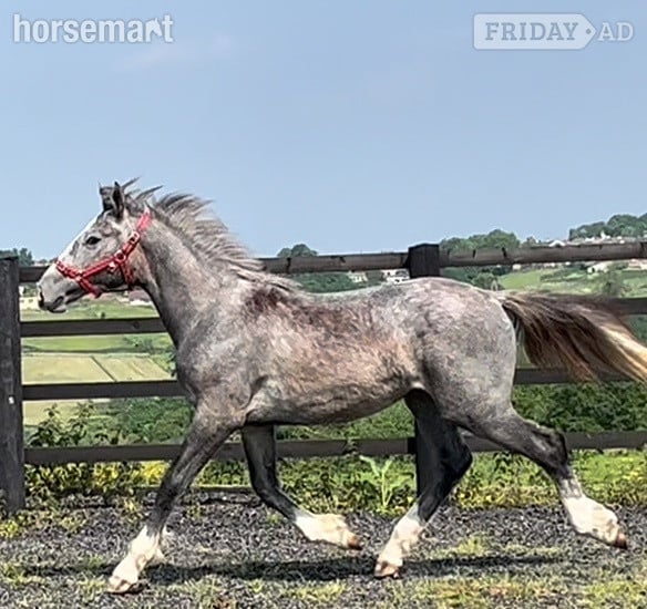 "Registered  Irish Draught Yearling  4 Matching Whites" Dapple Grey Filly Young Sport Horse