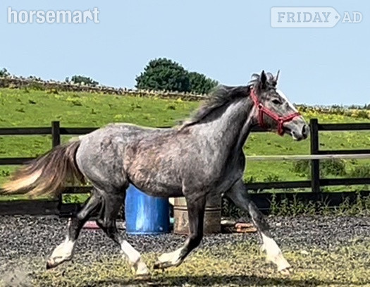 "Registered  Irish Draught Yearling  4 Matching Whites" Dapple Grey Filly Young Sport Horse in Leeds