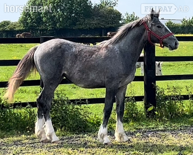"Registered  Irish Draught Yearling  4 Matching Whites" Dapple Grey Filly Young Sport Horse - Horses in Leeds