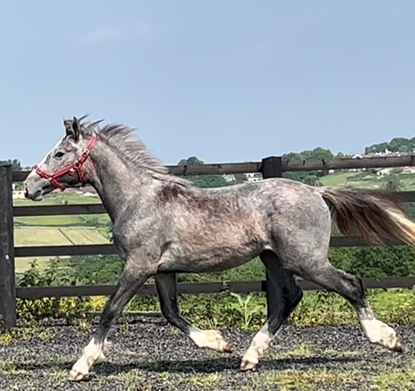 "Registered  Irish Draught Yearling  4 Matching Whites" Dapple Grey Filly Young Sport Horse