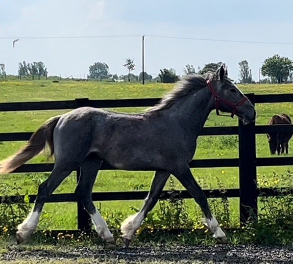 Leeds "Registered  Irish Draught Yearling  4 Matching Whites" Dapple Grey Filly Young Sport Horse