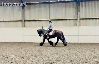 "STELLA" Black Mare Cob/Heavy Horse