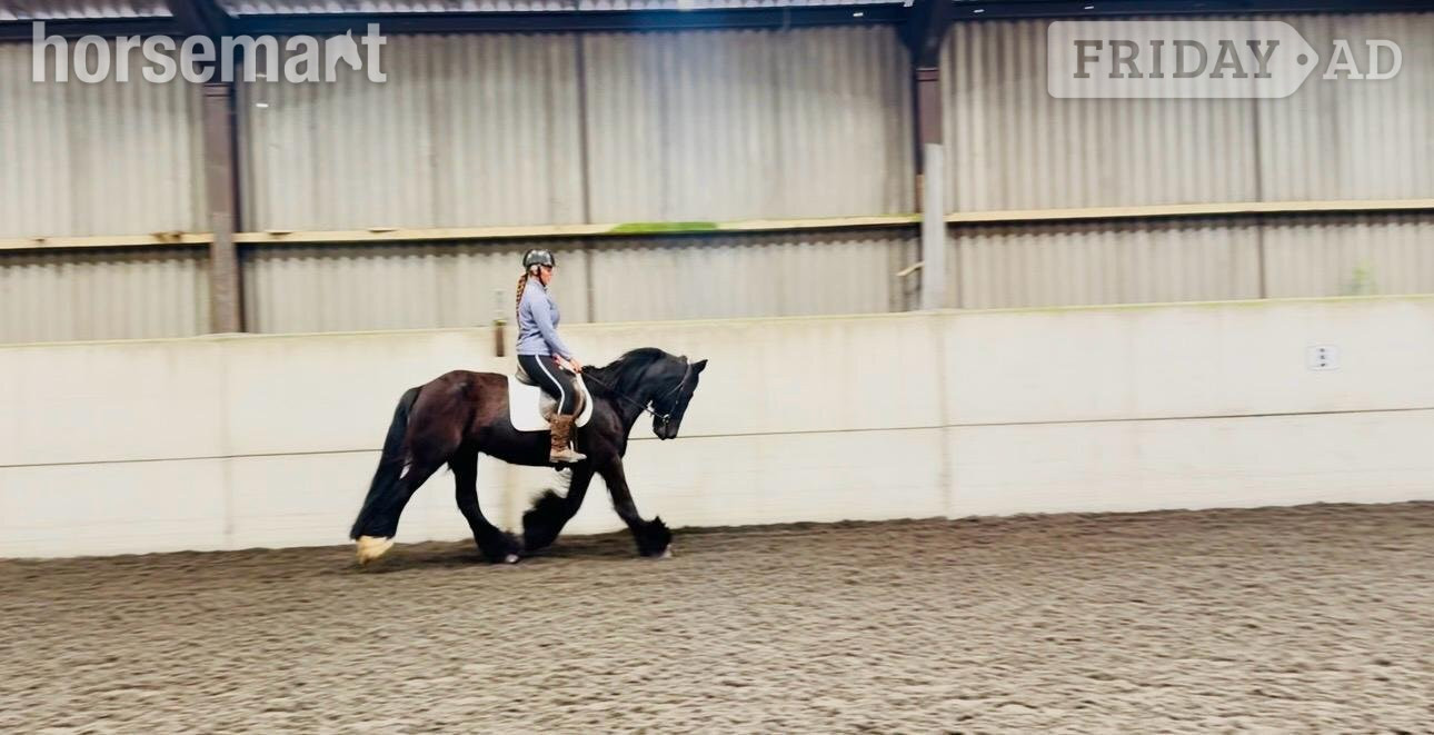 "STELLA" Black Mare Cob/Heavy Horse