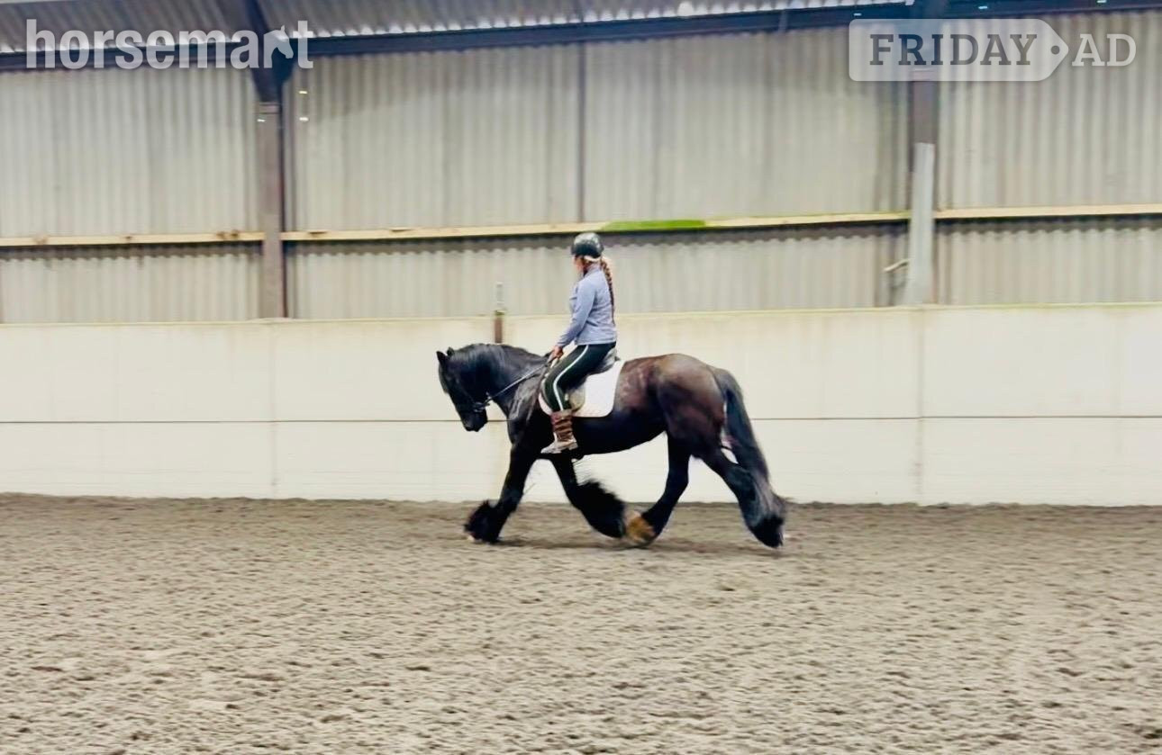 "STELLA" Black Mare Cob/Heavy Horse in Rettendon