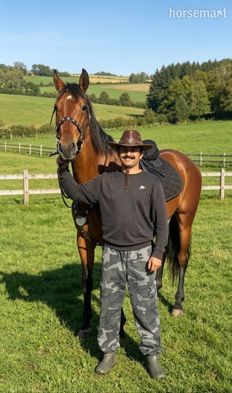 "VALIENTE " Bay Gelding Spanish / Iberian Horse