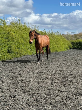 "VALIENTE " Bay Gelding Spanish / Iberian Horse
