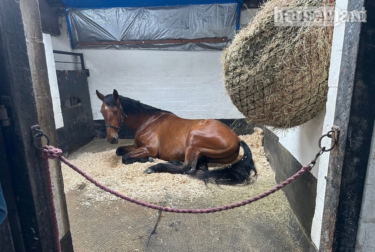 "VALIENTE " Bay Gelding Spanish / Iberian Horse