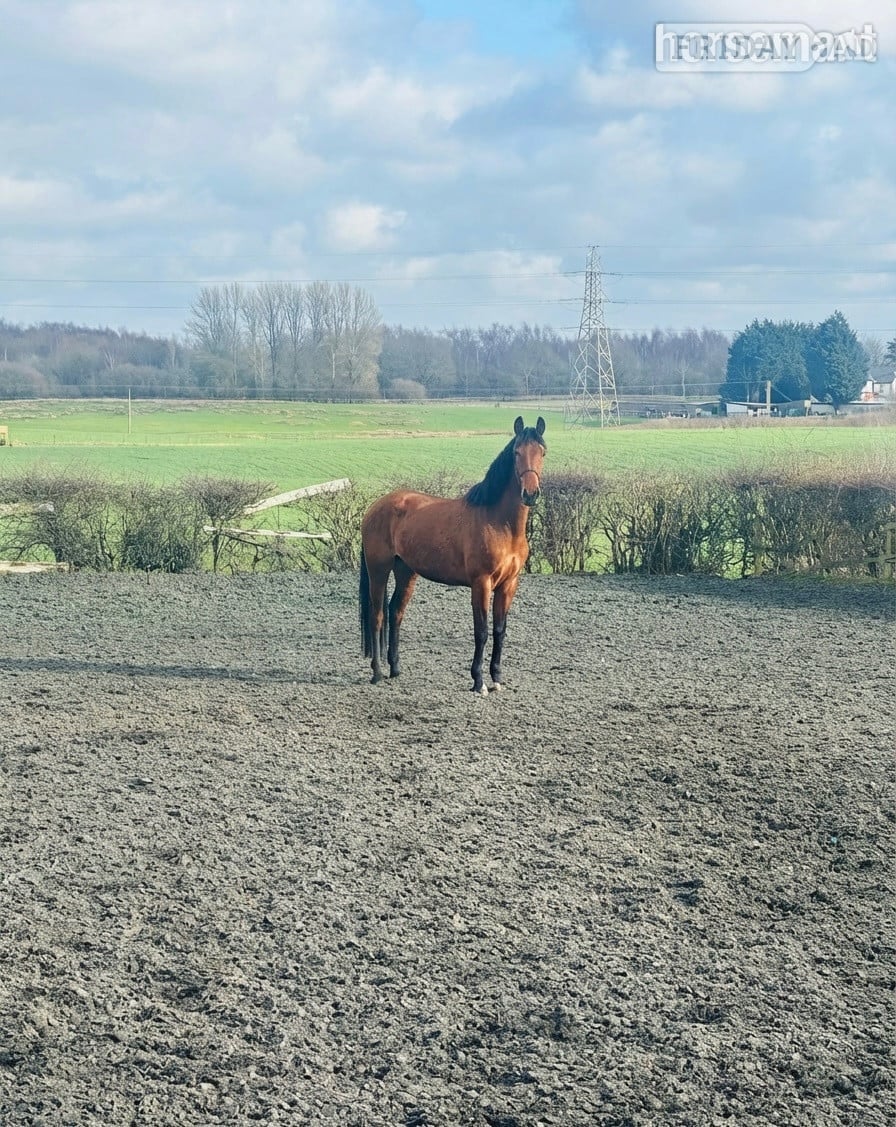 Manchester "VALIENTE " Bay Gelding Spanish / Iberian Horse