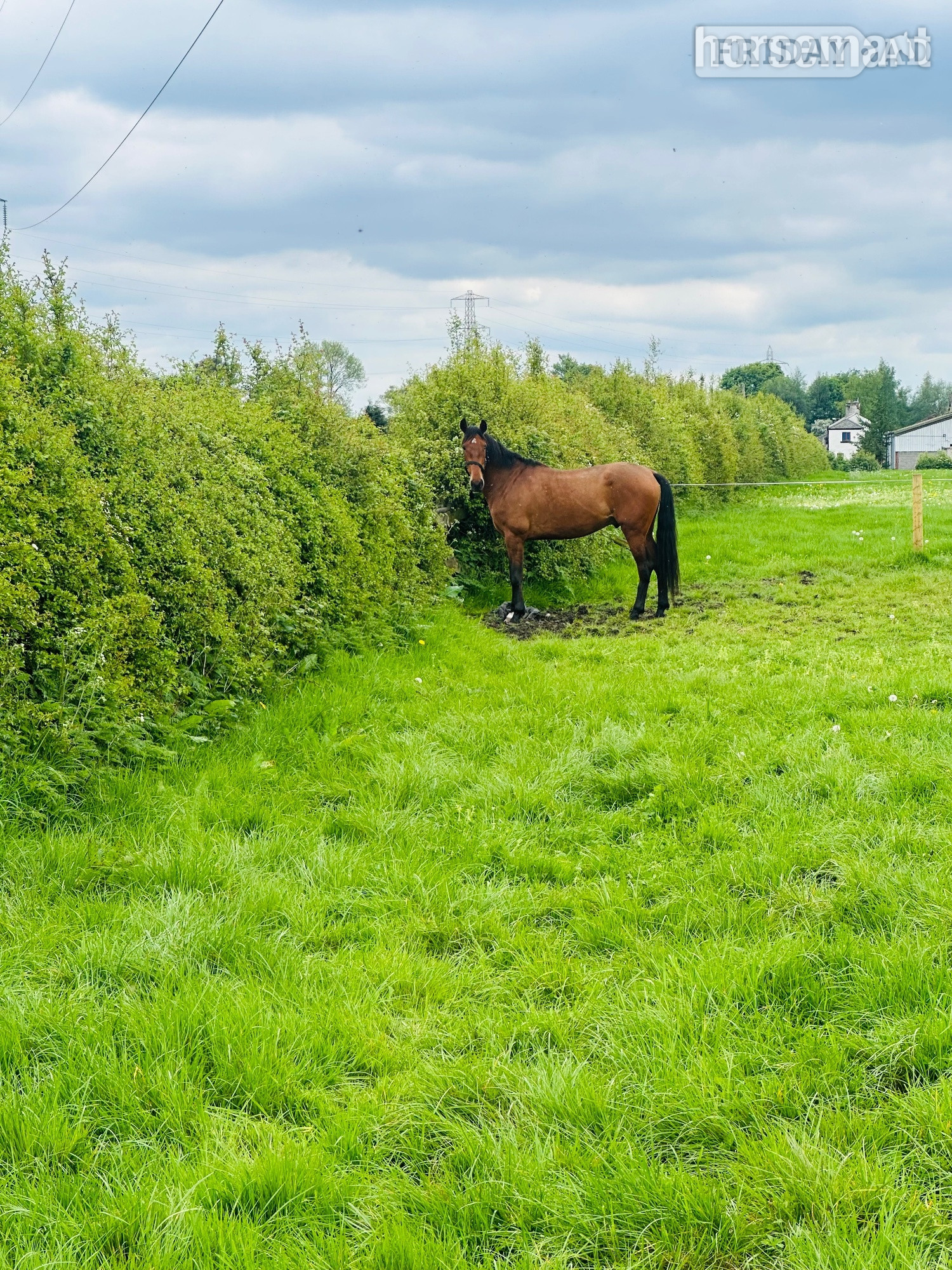 "VALIENTE " Bay Gelding Spanish / Iberian Horse - Horses in Manchester