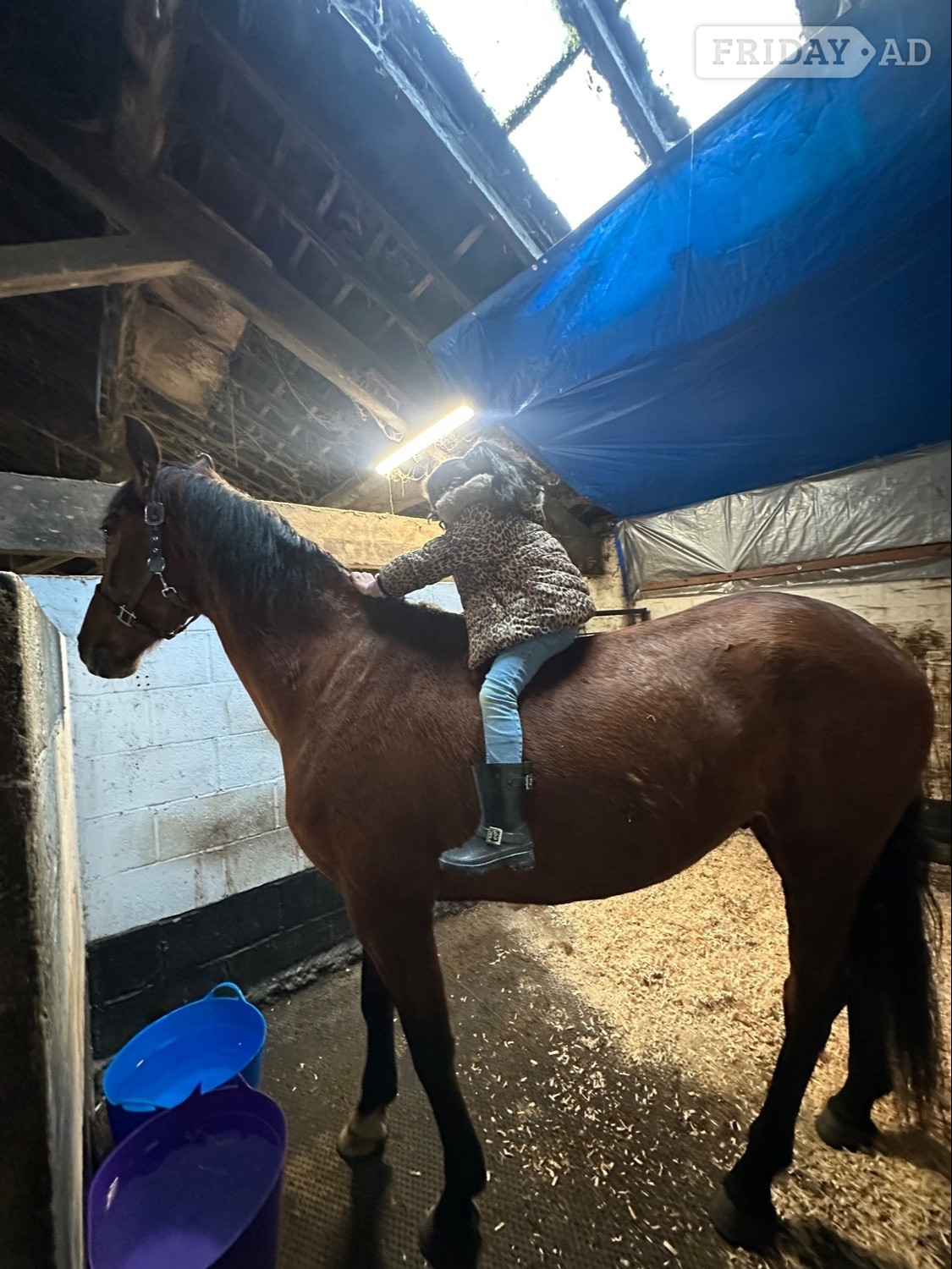 "VALIENTE " Bay Gelding Spanish / Iberian Horse - Horses