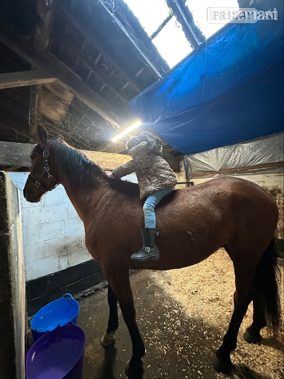 Manchester "VALIENTE " Bay Gelding Spanish / Iberian Horse