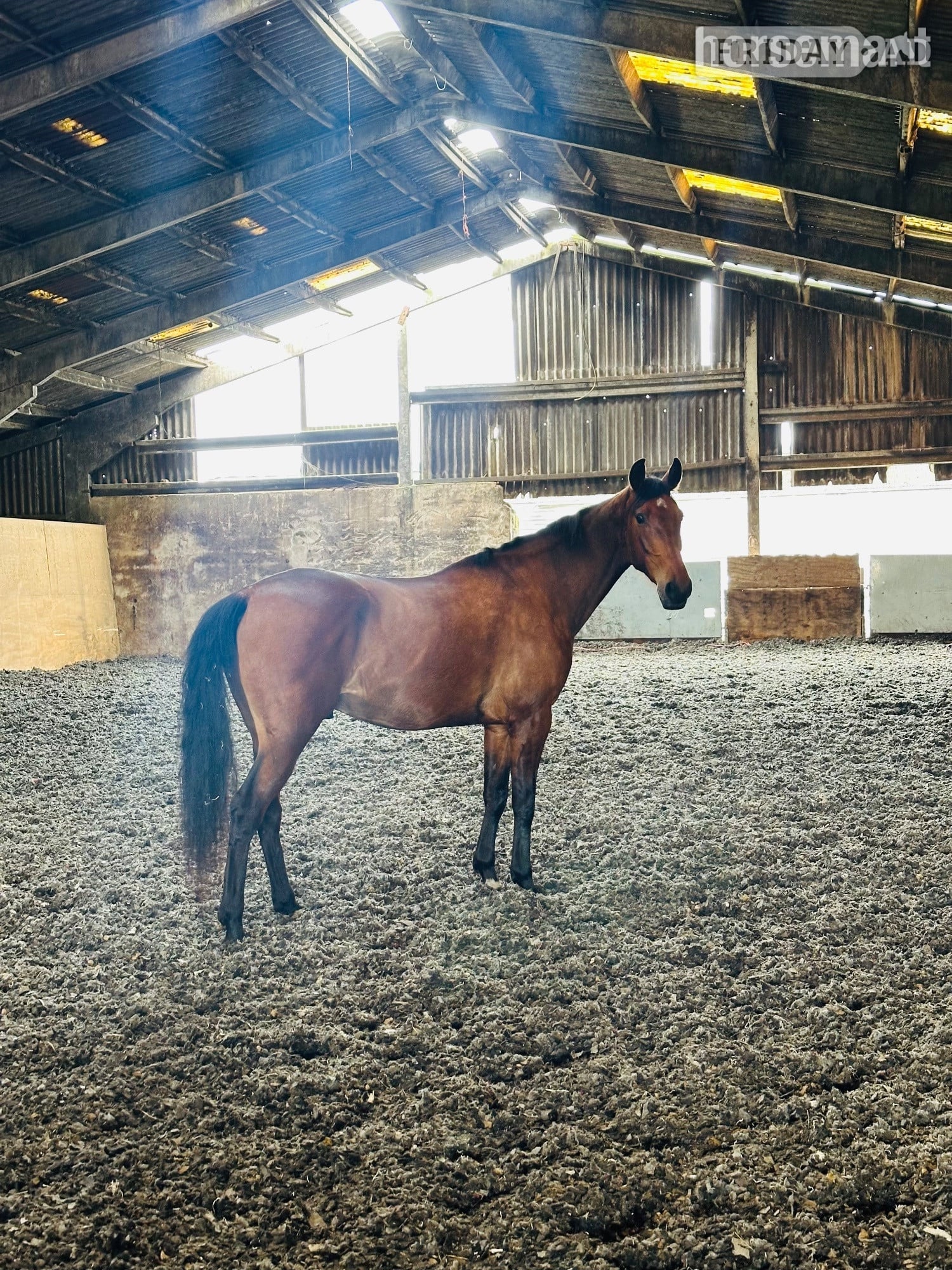 "VALIENTE " Bay Gelding Spanish / Iberian Horse -  in Manchester